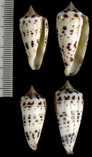 ネグロスアザラシイモ Conus zapatoensis small