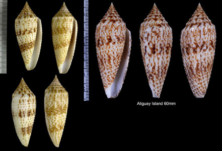 コモンナガイモ Conus australis duplicatus small