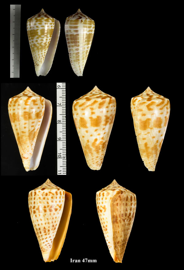 キリンイモ Conus inscriptus small