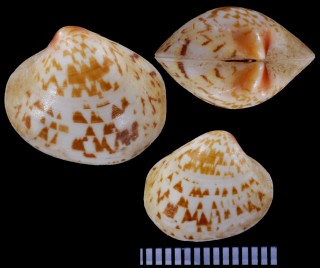 チャイロサラサの仲間 未詳 Lioconcha sp. small