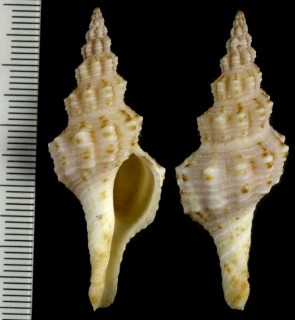 ナガニシ類 紅海 Fusinus polygonoides
