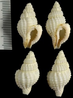 ベンガルナサバイ Nassaria coromandelica small