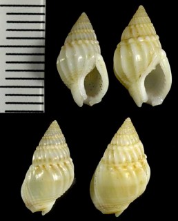 クチミゾヨフバイ (クチミゾヨウバイ) Nassarius sinusigena