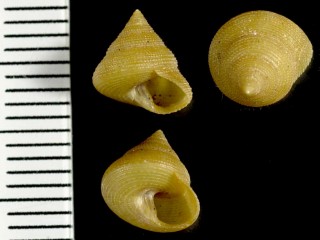 パナマのエビスガイ類 Calliostoma leanum small