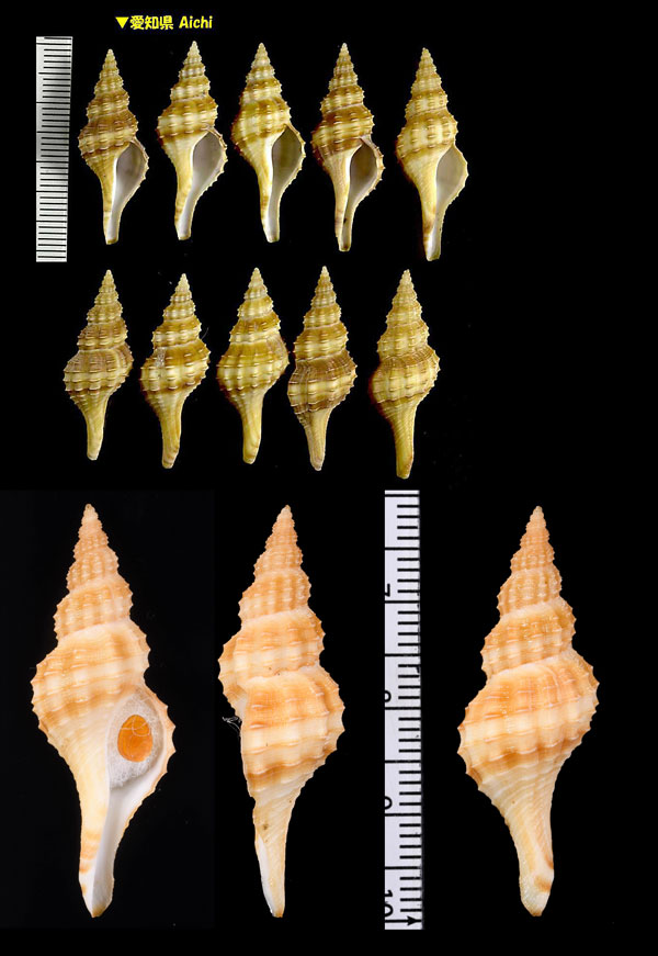 アラレナガニシ 霰長辛螺 Granulifusus niponicus niponicus small