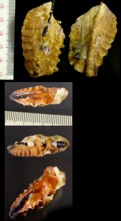 ワニガキ (ワニガイ) Dendostrea folium small