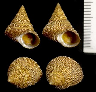 オズボーンエビス Calliostoma osbornei small