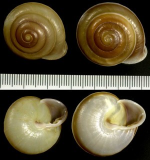 ココアマイマイの一種02 Pleurodonte atavus small