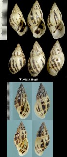 パピルスミカンマイマイ (仮称) Drymaeus papyrascens small