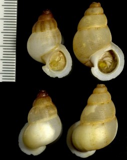 アミメクチヒレの亜種 Chondrothyra reticulata costanerensis small