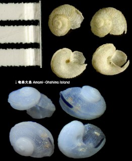 ニッポンクチキレエビス Anatoma japonica small