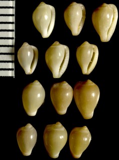 フロリダザクロ Erato maugeriae