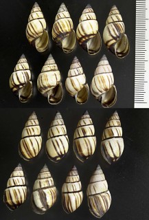 タテスジミカンマイマイ Drymaeus multilineatus small