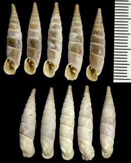 アドリアギセルの仲間02 Medora lesinensis caesia small