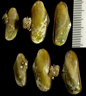 アメリカイリエヒバリの仲間 Brachidontes modiolus small