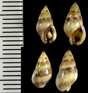 ツヤヨフバイの一型 Nassarius corniculus f. minor small