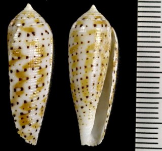 シロマダライモ (サメハダイモ) Conus nussatella small