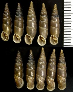 チーグラーギセルの亜種01 Herilla ziegleri tarensis small