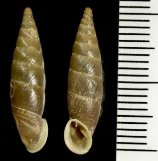 タテガミギセル Siciliaria clcarae small