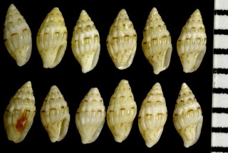 キリコノミニナ (サラサノミニナ) Zafra troglodytes