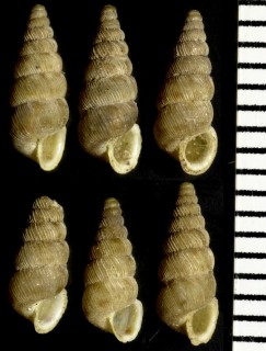 イタリアのゴマガイの一種02 Cochlostoma adami small