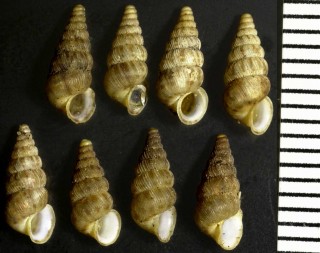 フランスゴマガイ Cochlostoma septemspirale small
