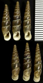 ヒルデガードギセルの亜種 Alopia hildegardae soosi small