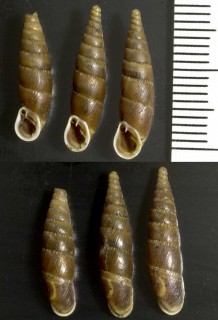 オーストリアのキセルガイ Charpentieria ornata small