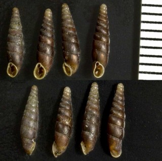 イギリスギセルの仲間 Clausilia parvula small