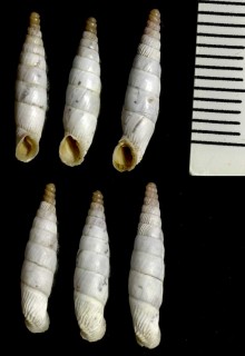 オトメアオギセル (仮称) Albinaria puella puella small