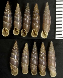 チーグラーギセルの亜種03 Herilla ziegleri dacica small