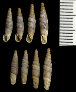 オダヤカホソイトカケギセル (仮称) Agathylla sulcosa camenensis small