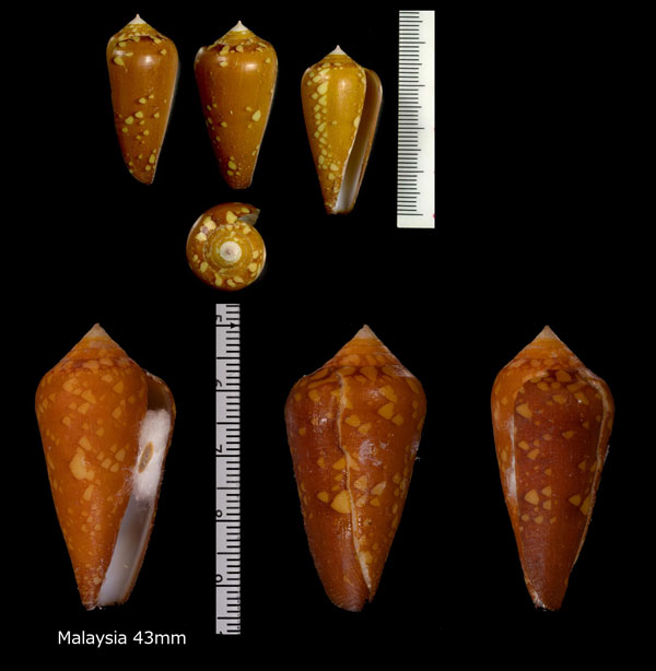 コハクイモ (サフランイモ) Conus crocatus small