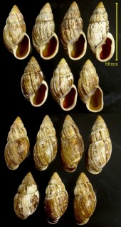 タマゴナリアカネマイマイ Placostylus scarabus small