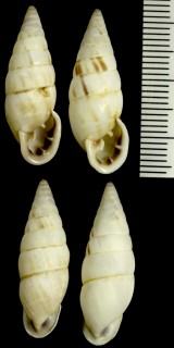 フクレアラハダマイマイの亜種 Cyclodontina maranguapensis small