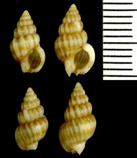 セネガルムシロ (仮称) Nassarius incrassatus senegalensis