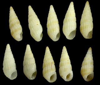 キンスジチョウジガイ (キンスジクチキレ) Rissoina cerithiformis small