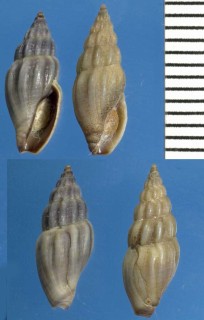 シャジクガイの仲間 ニュージーランド Neoguraleus lyallensis tenebrosus small