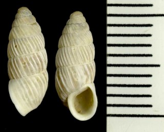 ヒダのあるキセルモドキ Pseudonapaeus albiplicatus small