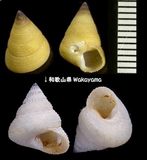 アラレエビス Calliostoma comptum small