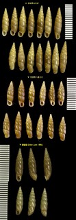 オキノシマギセル Paganizaptyx perignobilis small