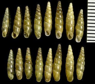 コヌリツヤノミギセル Hemizaptyx pinto spicata small