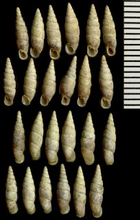 チイサギセル Hemizaptyx tantilla small