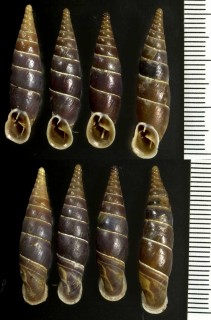 ユーゴスラビアのキセルガイ05 Herilla bosniensis rex small