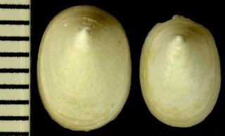 ワタゾコシロガサ 海底白笠 Cocculina japonica small