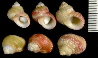 サンショウガイ　紅海 Homalopoma pustulata small