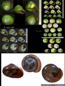 インドネシアミドリマイマイ (仮称) Asperitas bimaensis cochlostyloides small