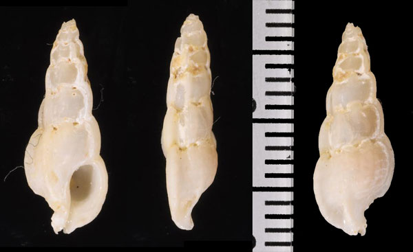 ナンアモロハボラ (仮称) Aspella acuticostata small