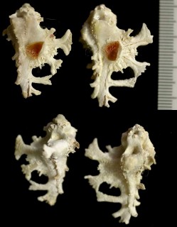 ハワイイチョウ Homalocantha anatomica pele