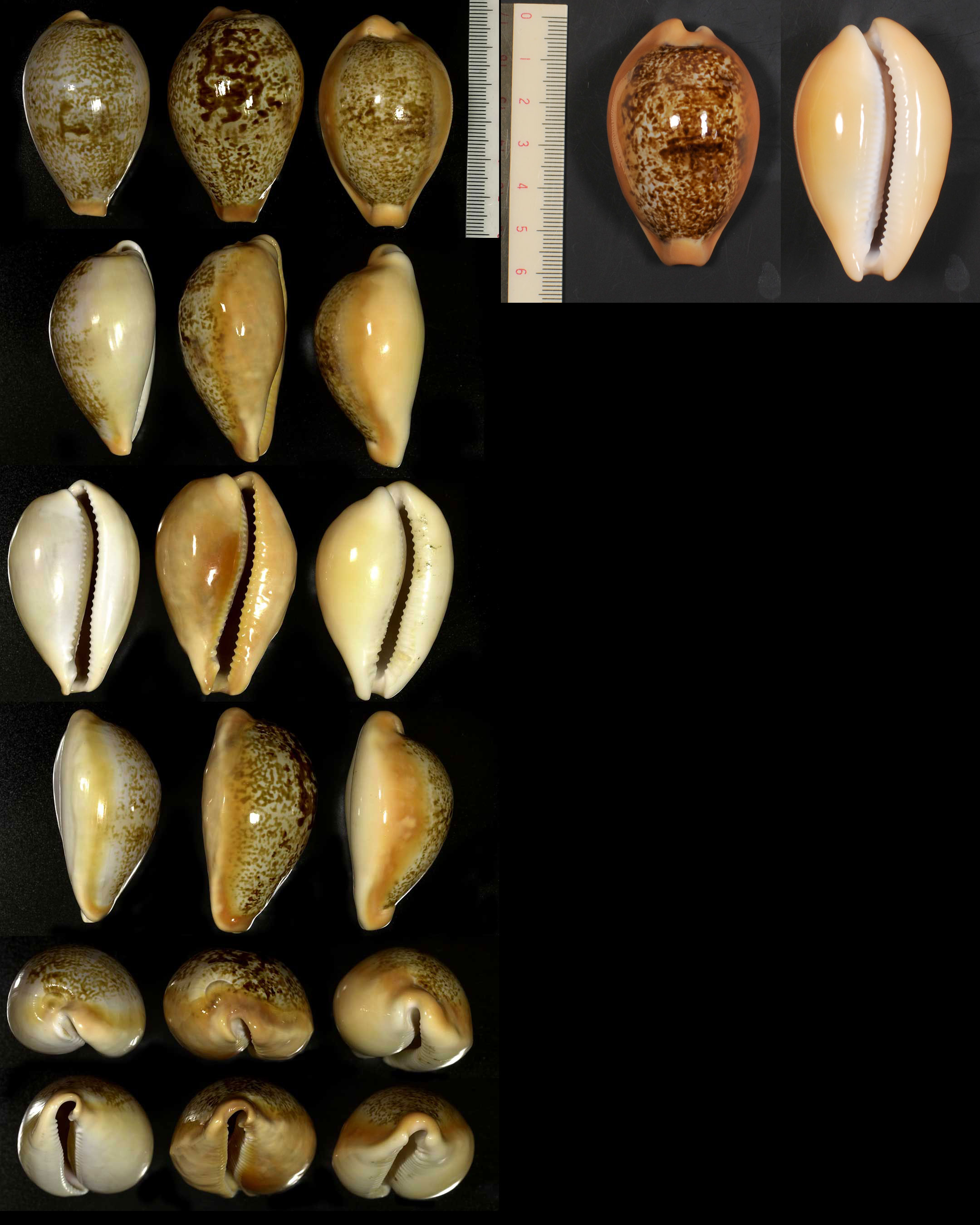 Microshells: Nesiocypraea langfordi langfordi ニッポンダカラ